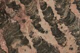 Polished Linella Avis Stromatolite Slab - Million Years #208078-1